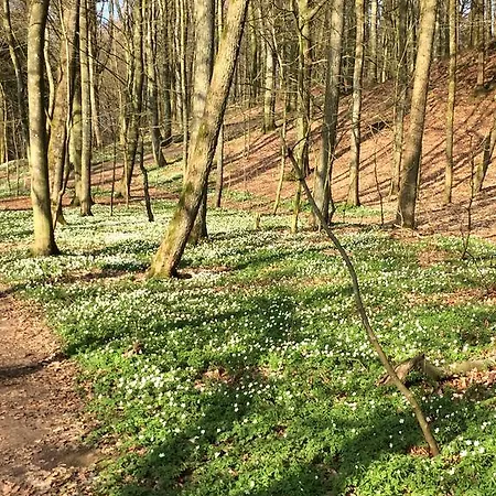 Проживание в семье Anita's